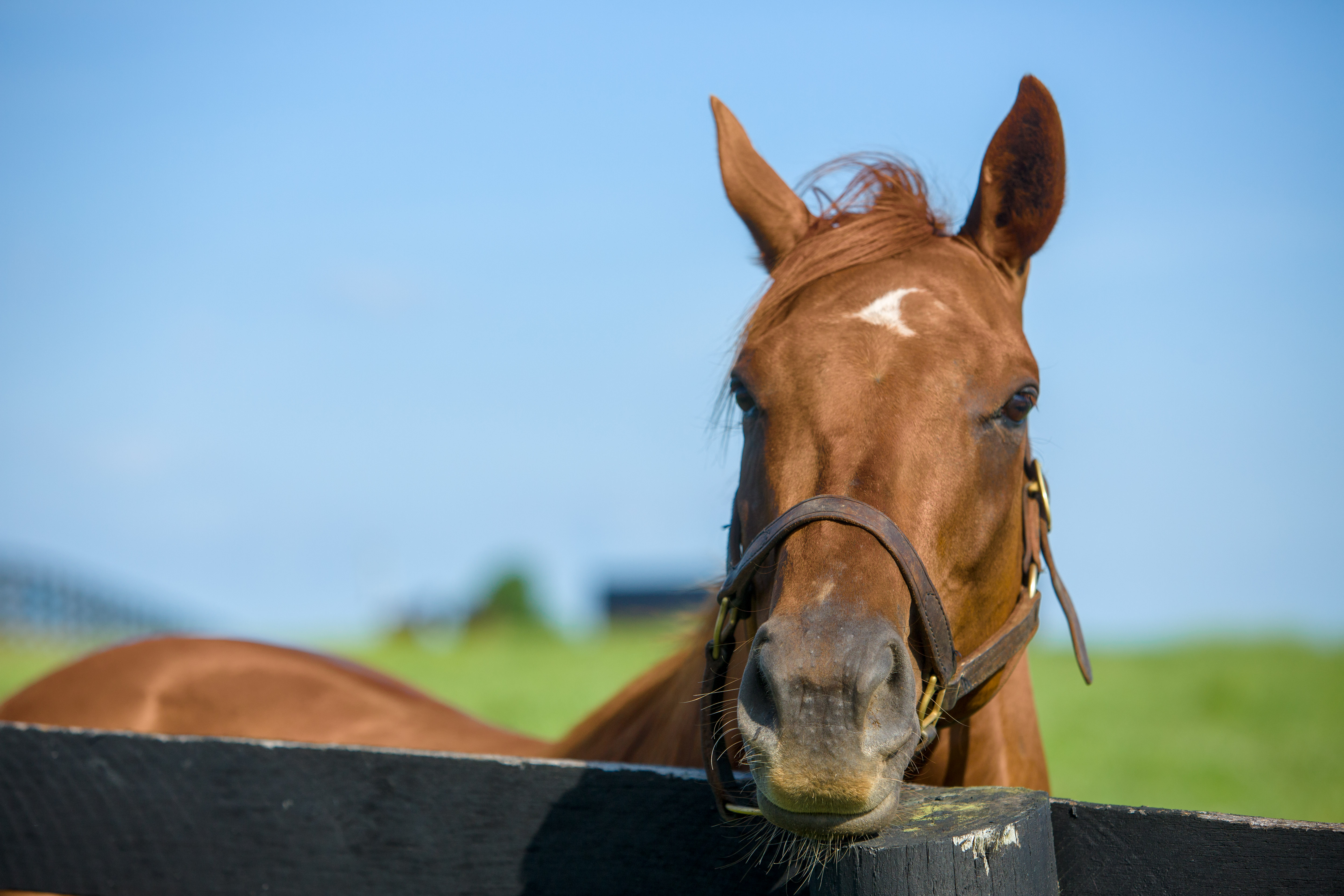 Horse_Pasture_Photo