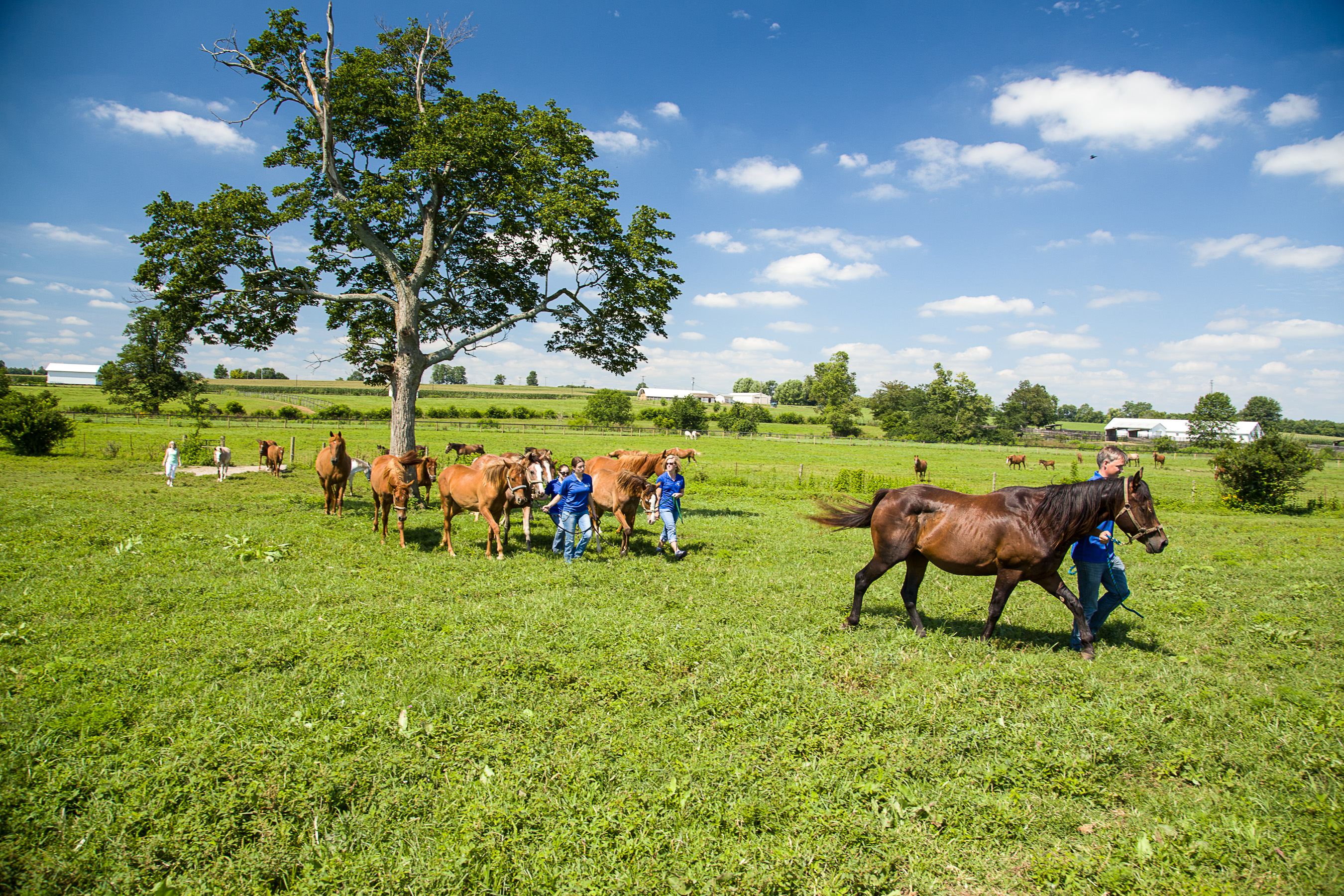 Horses in Field