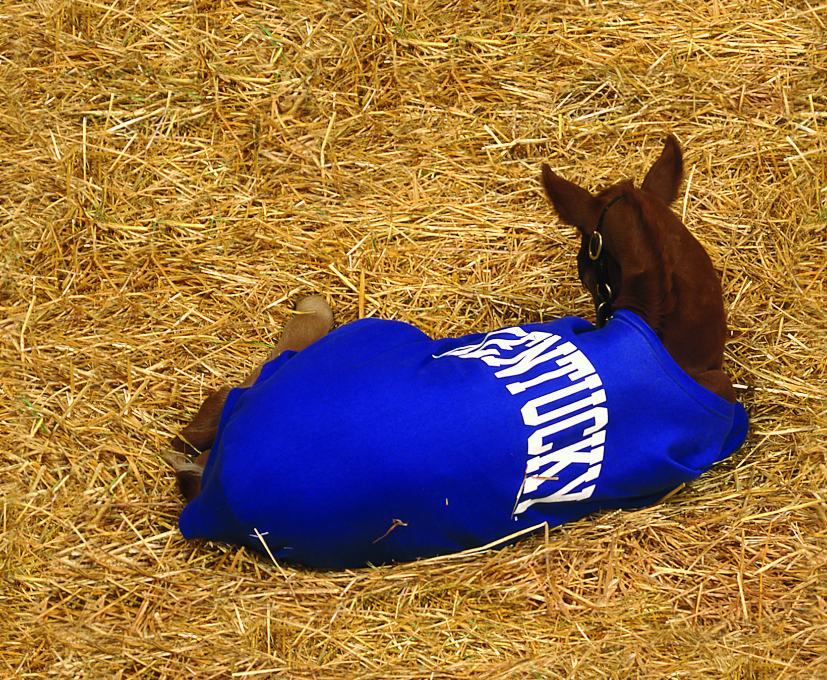 Foal in straw