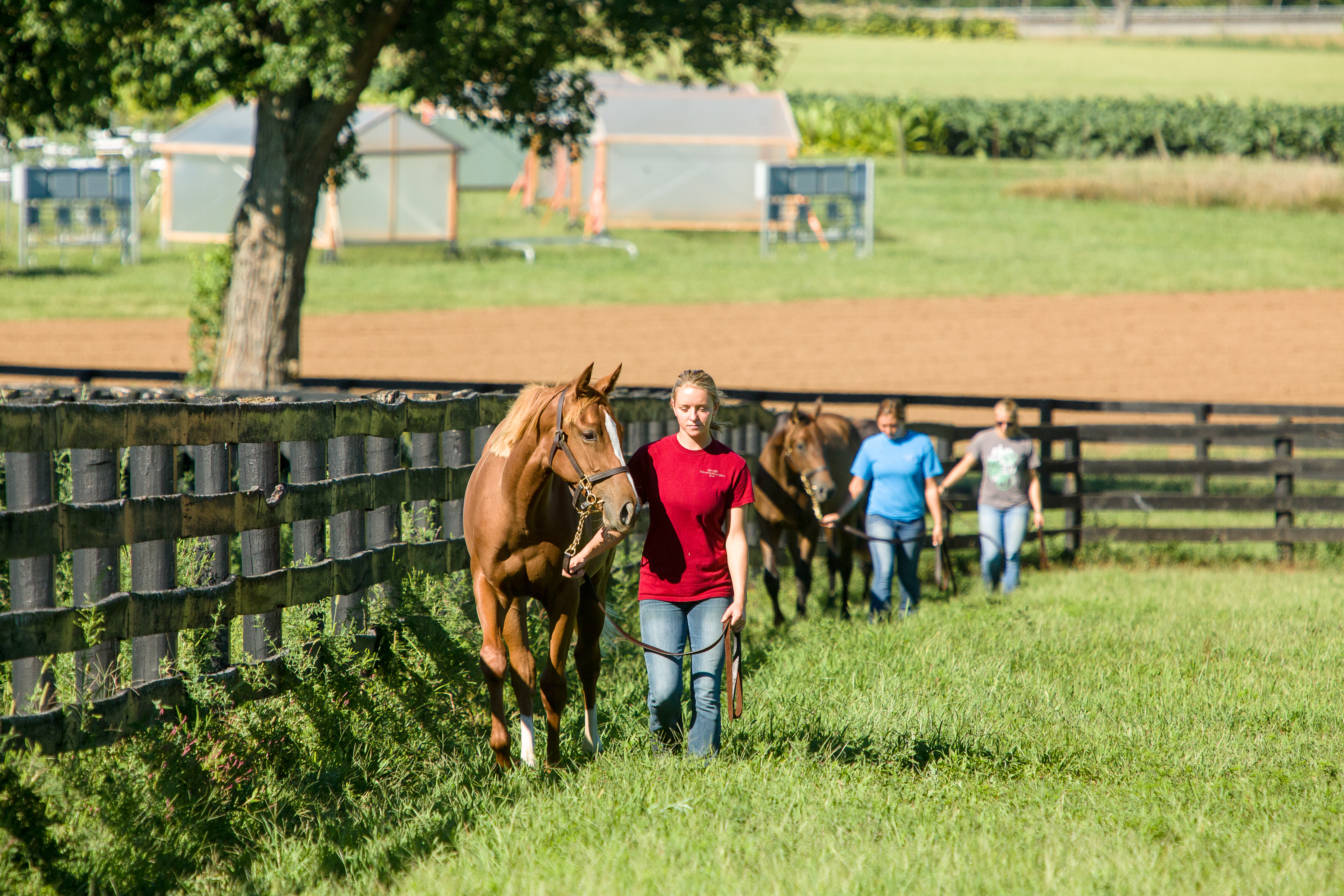 Students leading horses