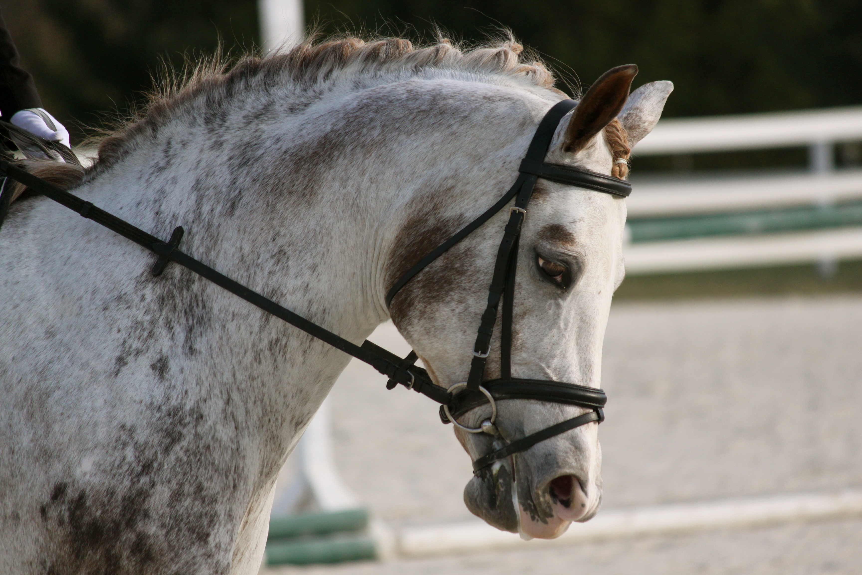 Horse_Appaloosa_face.jpg