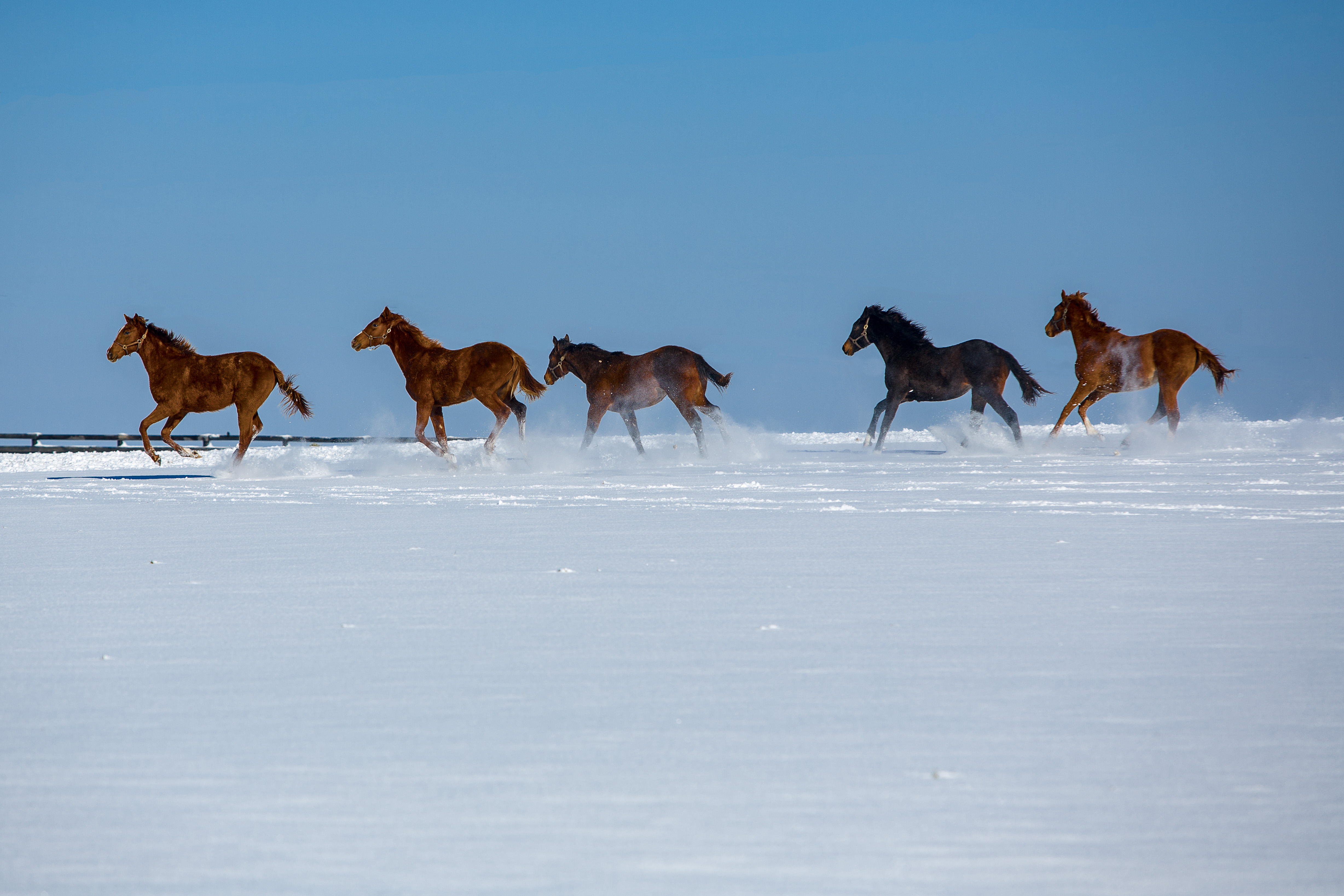 Horse_Pasture_Photo