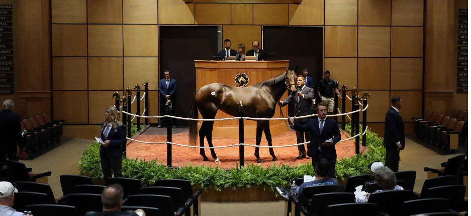 Horse in sales ring