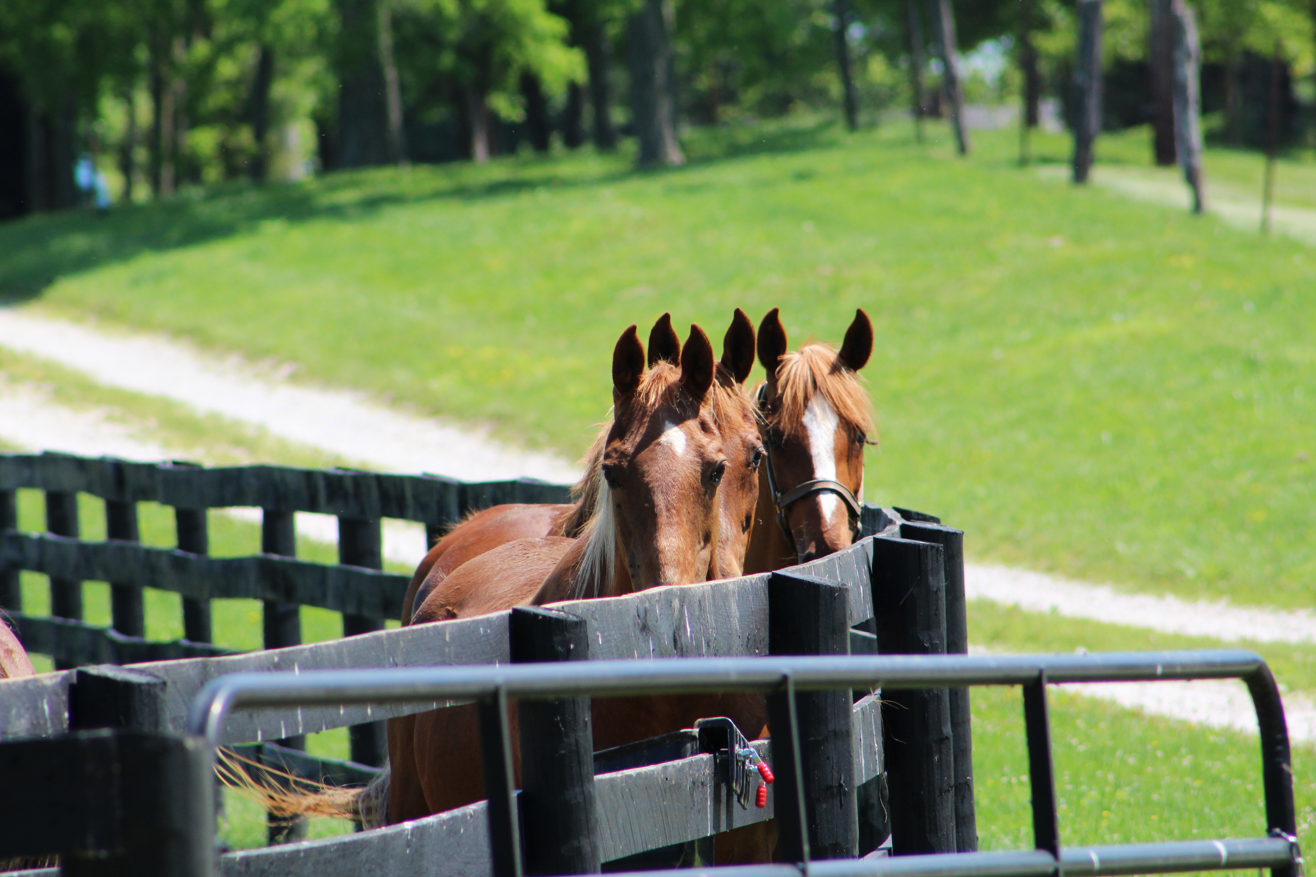 Horse_Field_IMG_1375edit.jpg