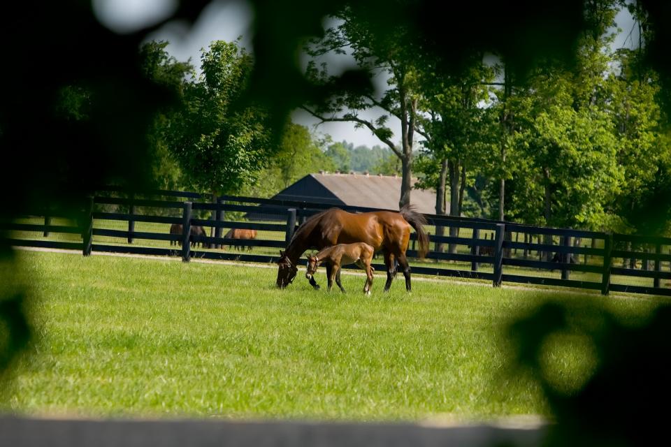 Foal and mare snapped through the trees