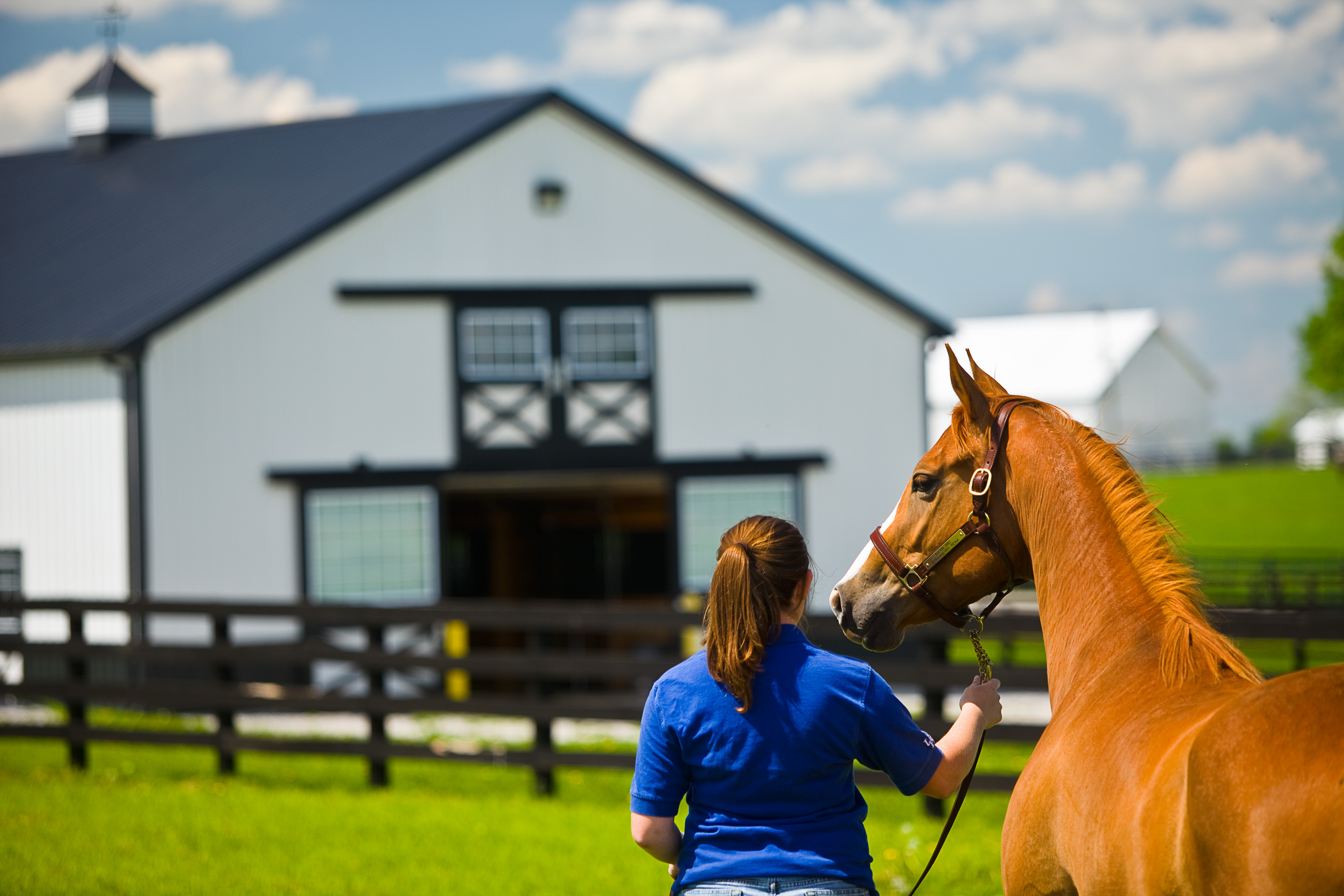 horse and leader