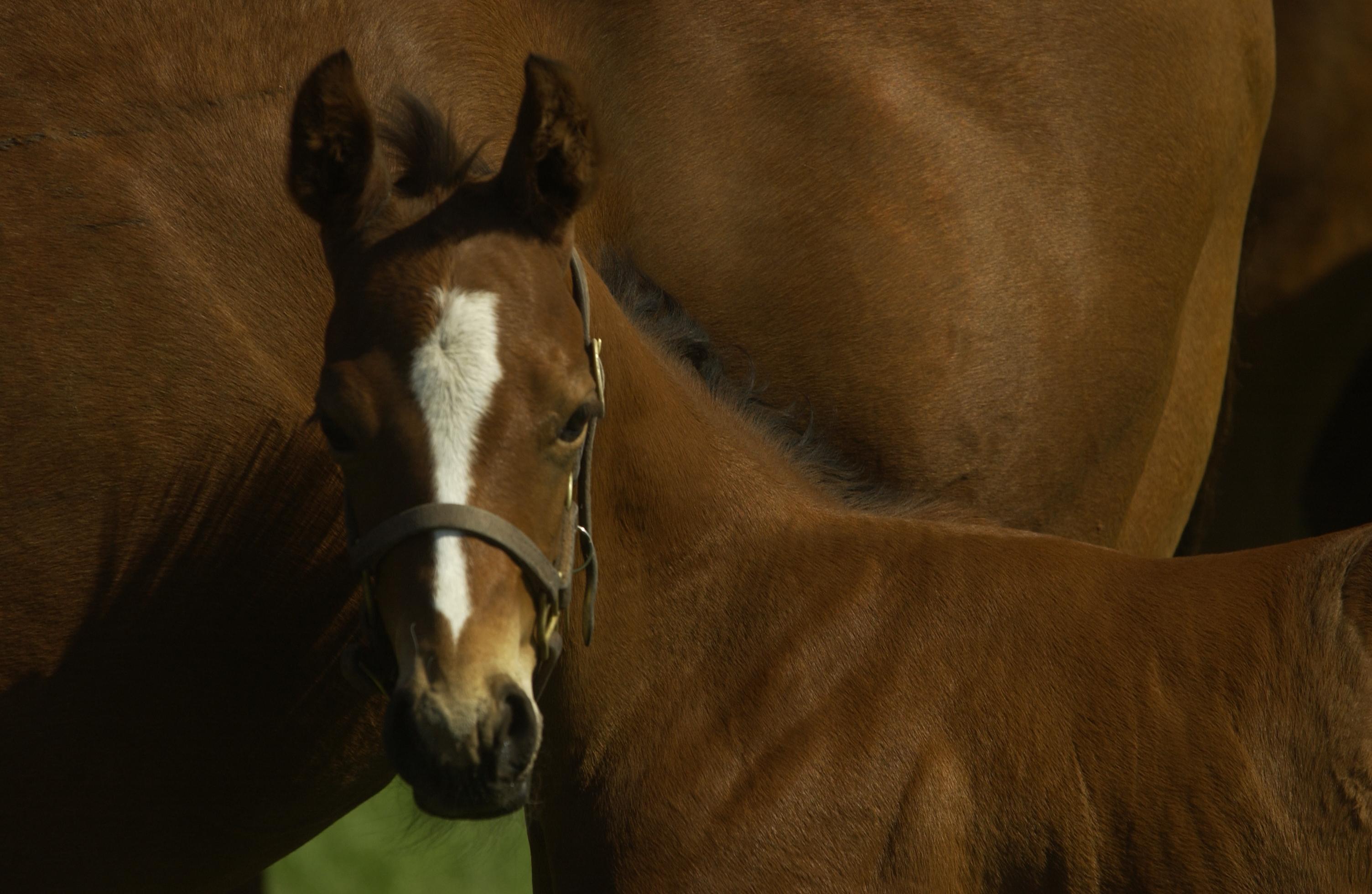 foal