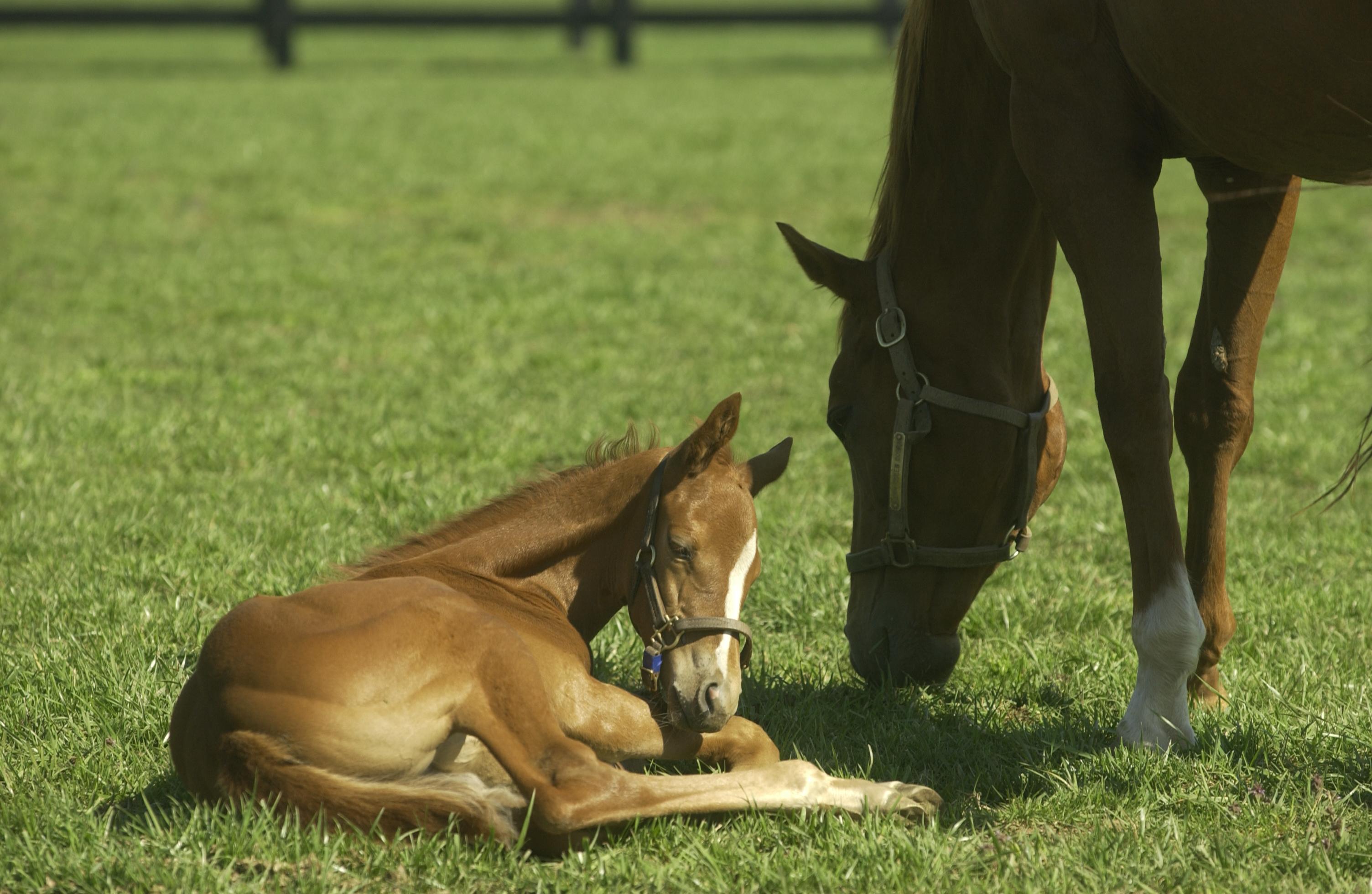 Foal in a field