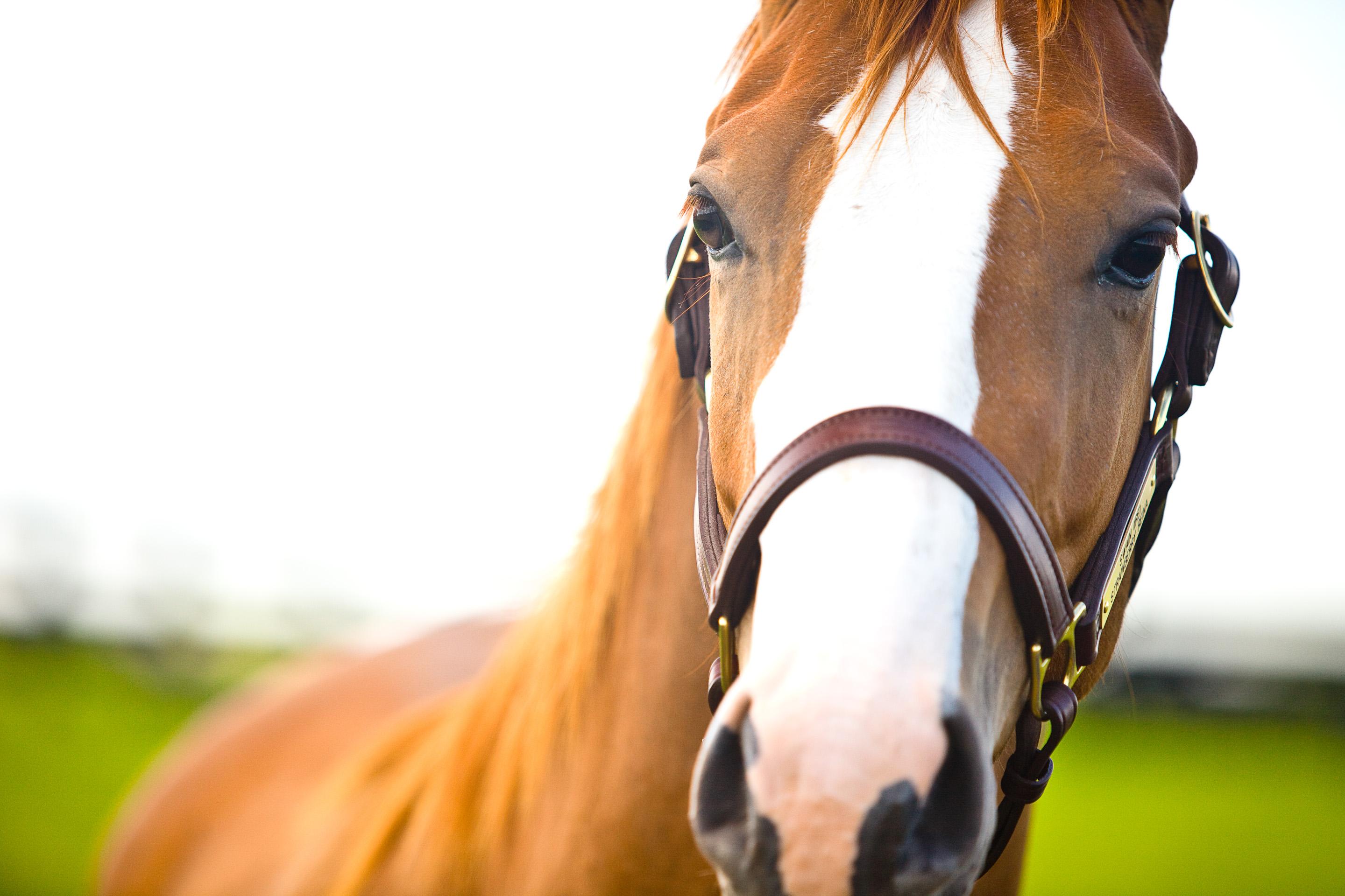 Near image of a horse