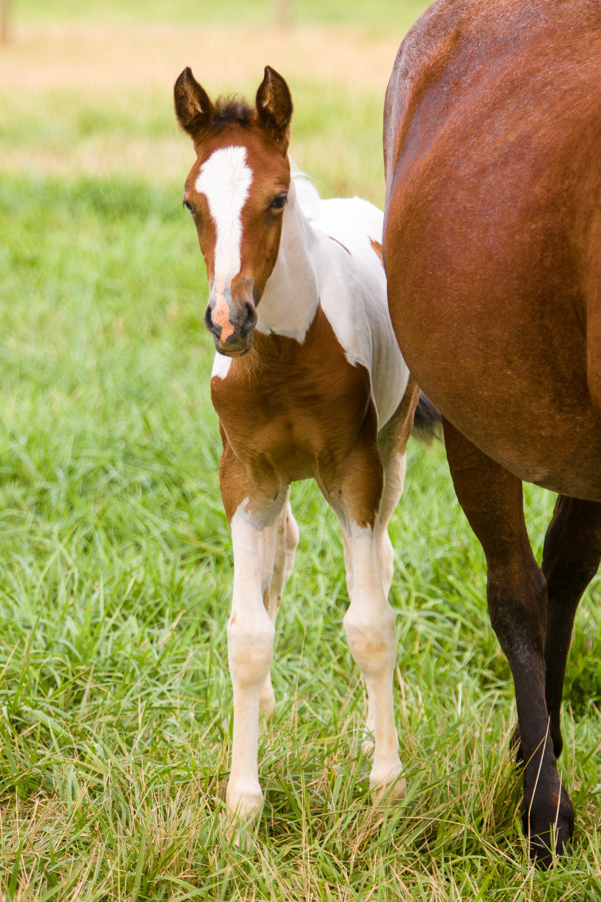 Foal