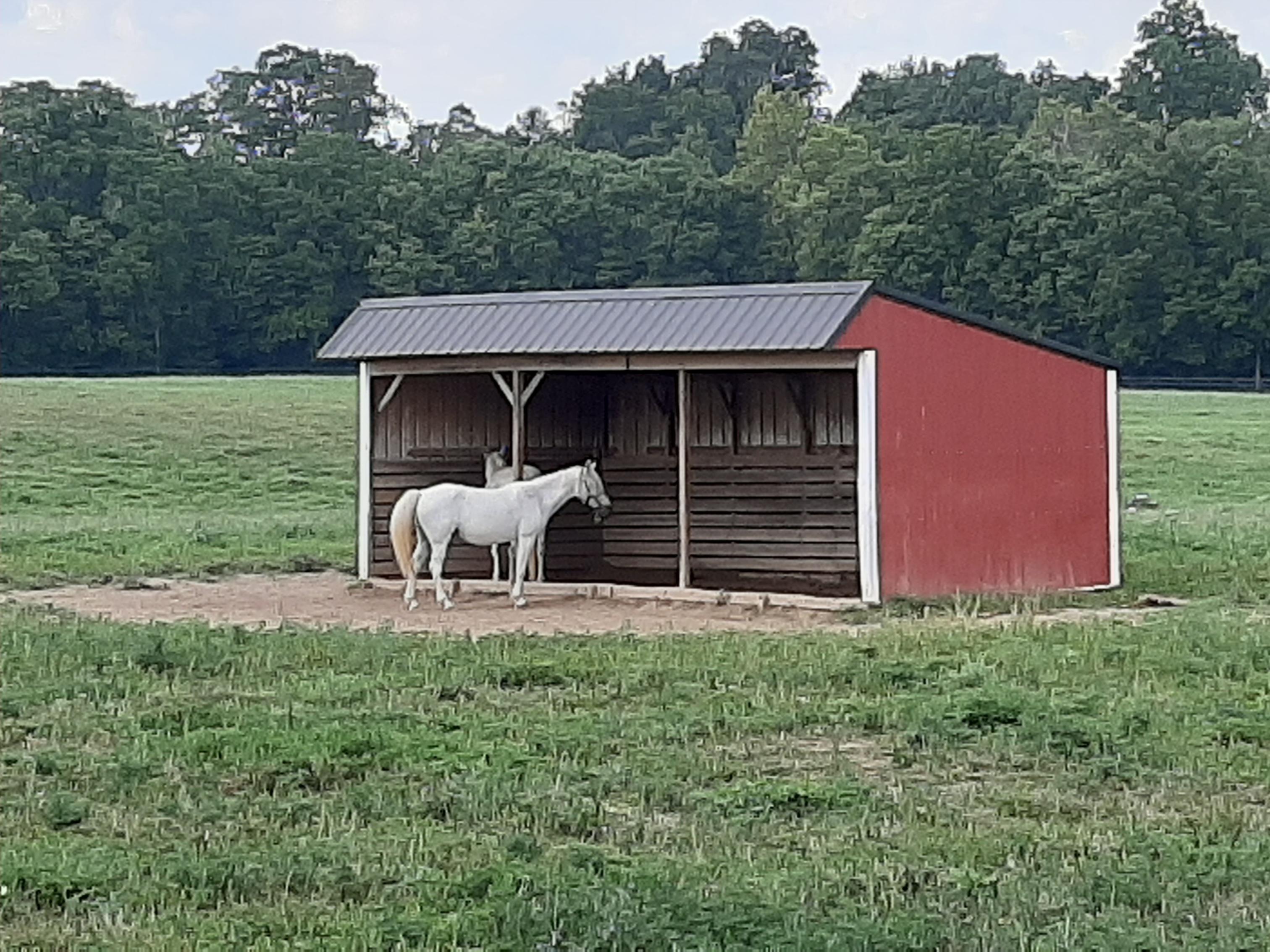 Horses in stable