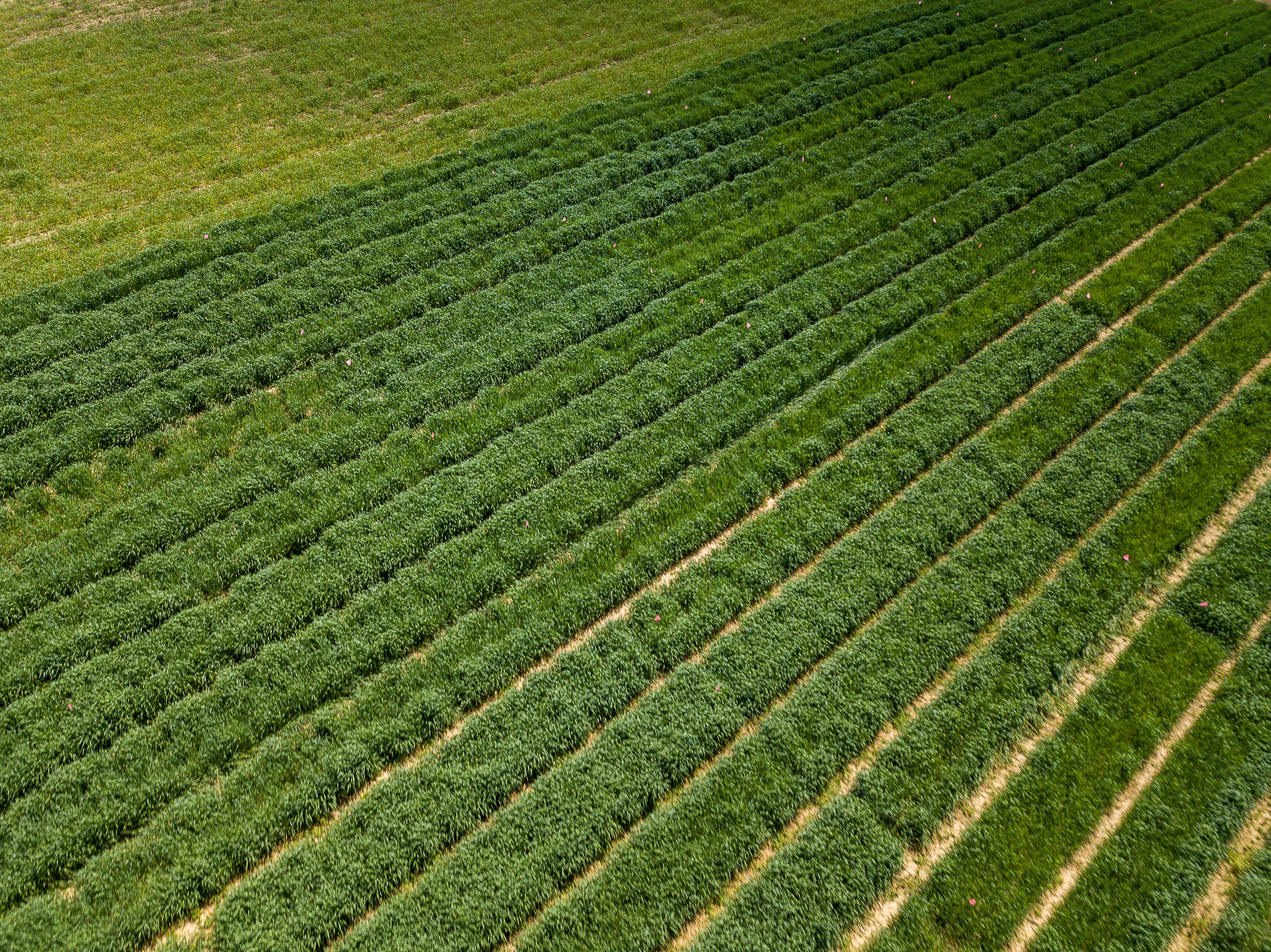 Rows of grass