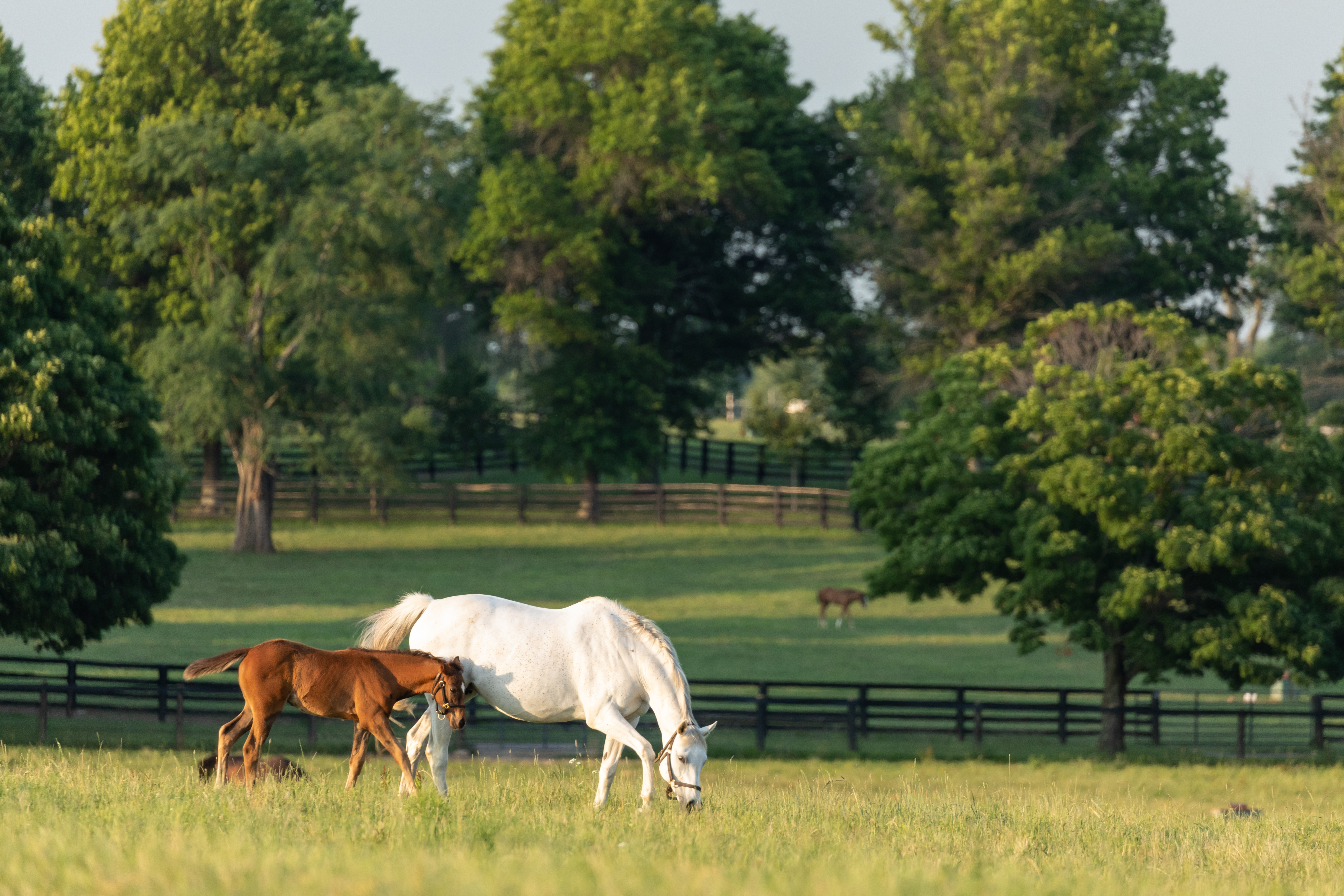 mare and foal grazing, photo by Mark Pearson