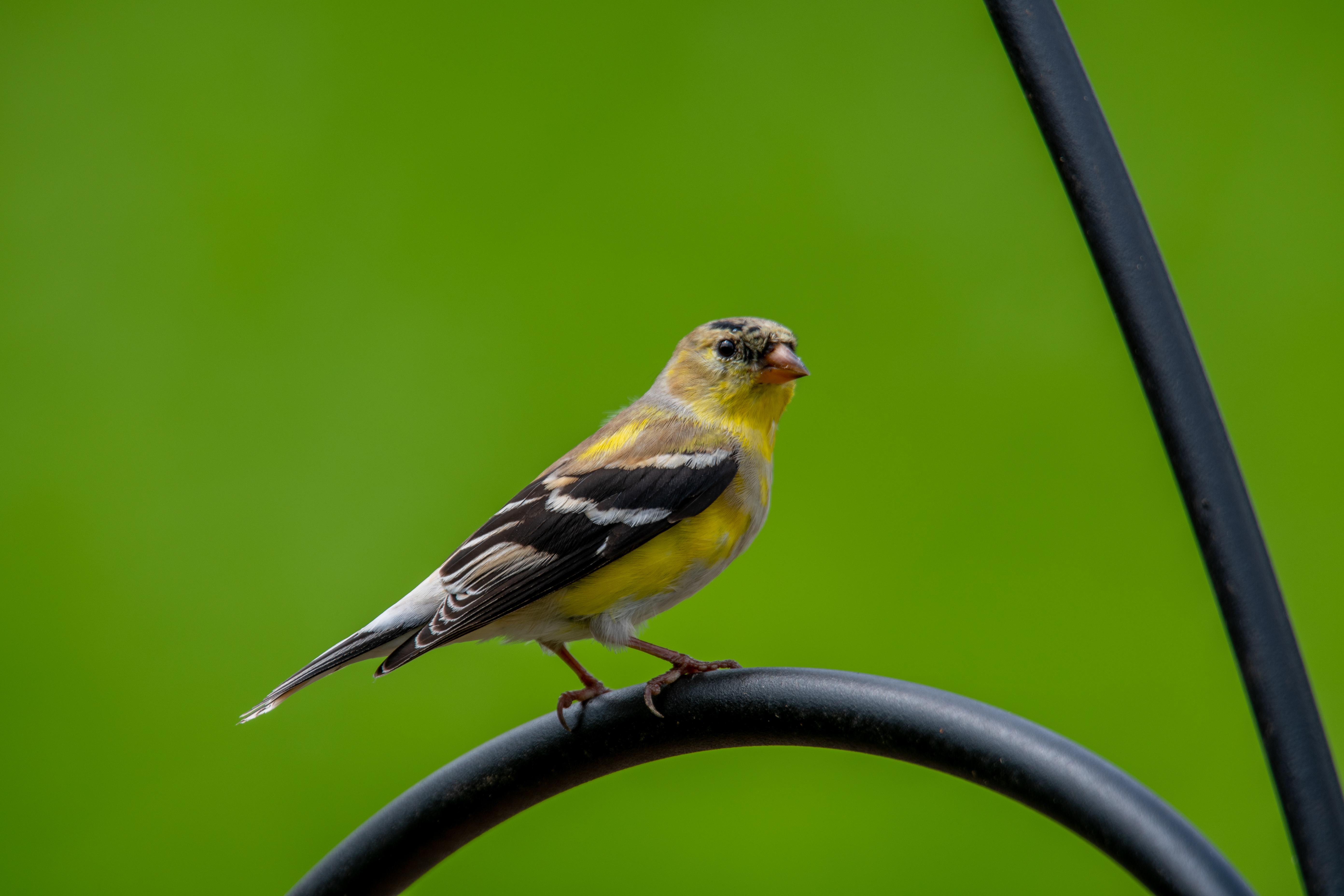 Bird on rail