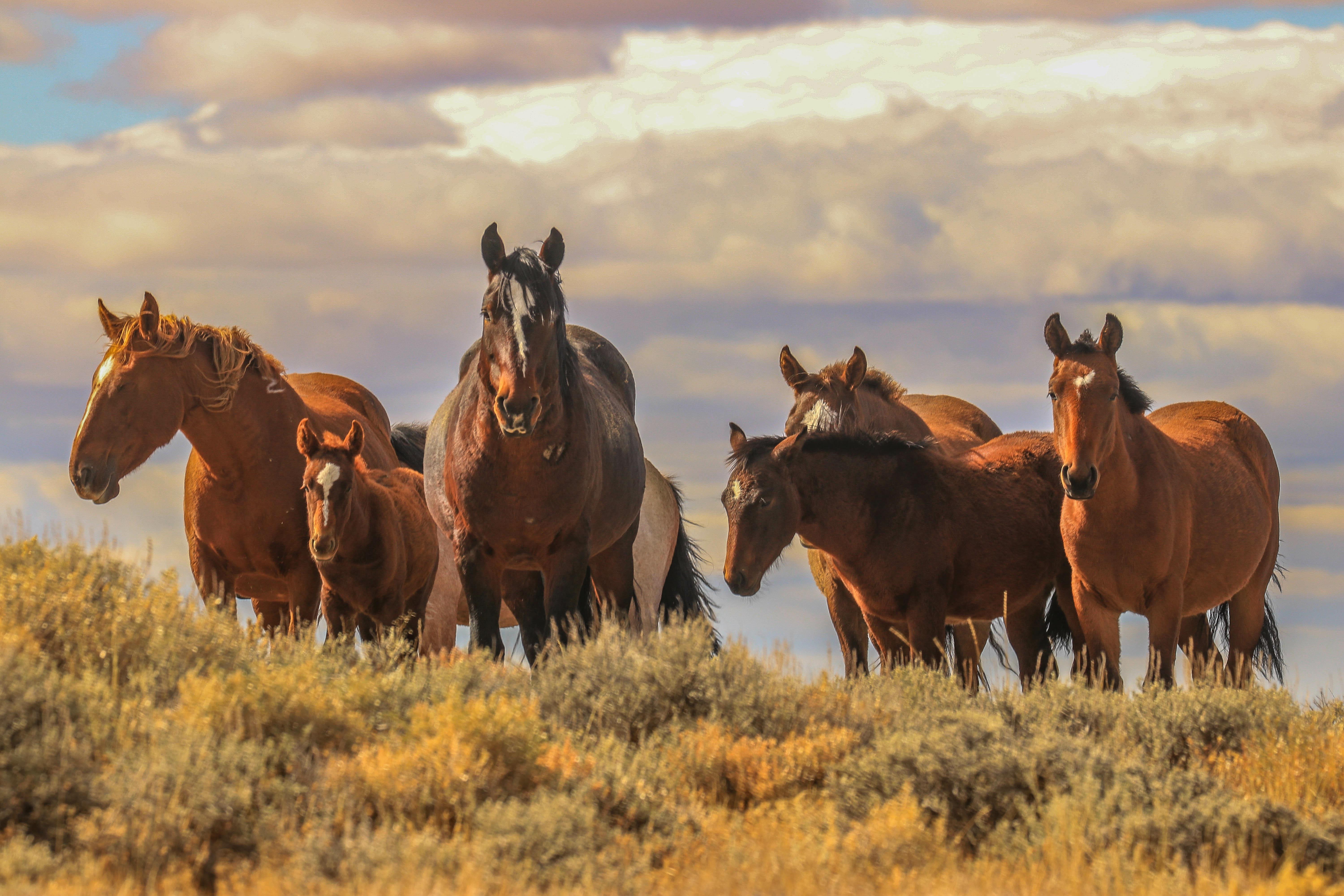 Wild Horses