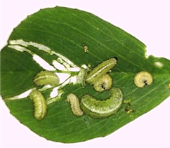 Weevil damage on alfalfa