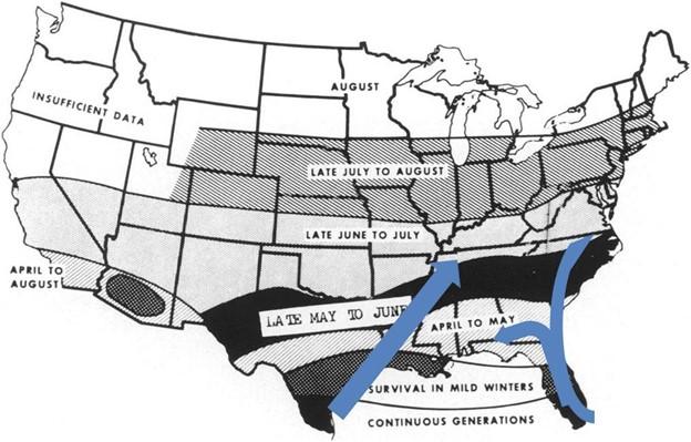 Armyworm graphic