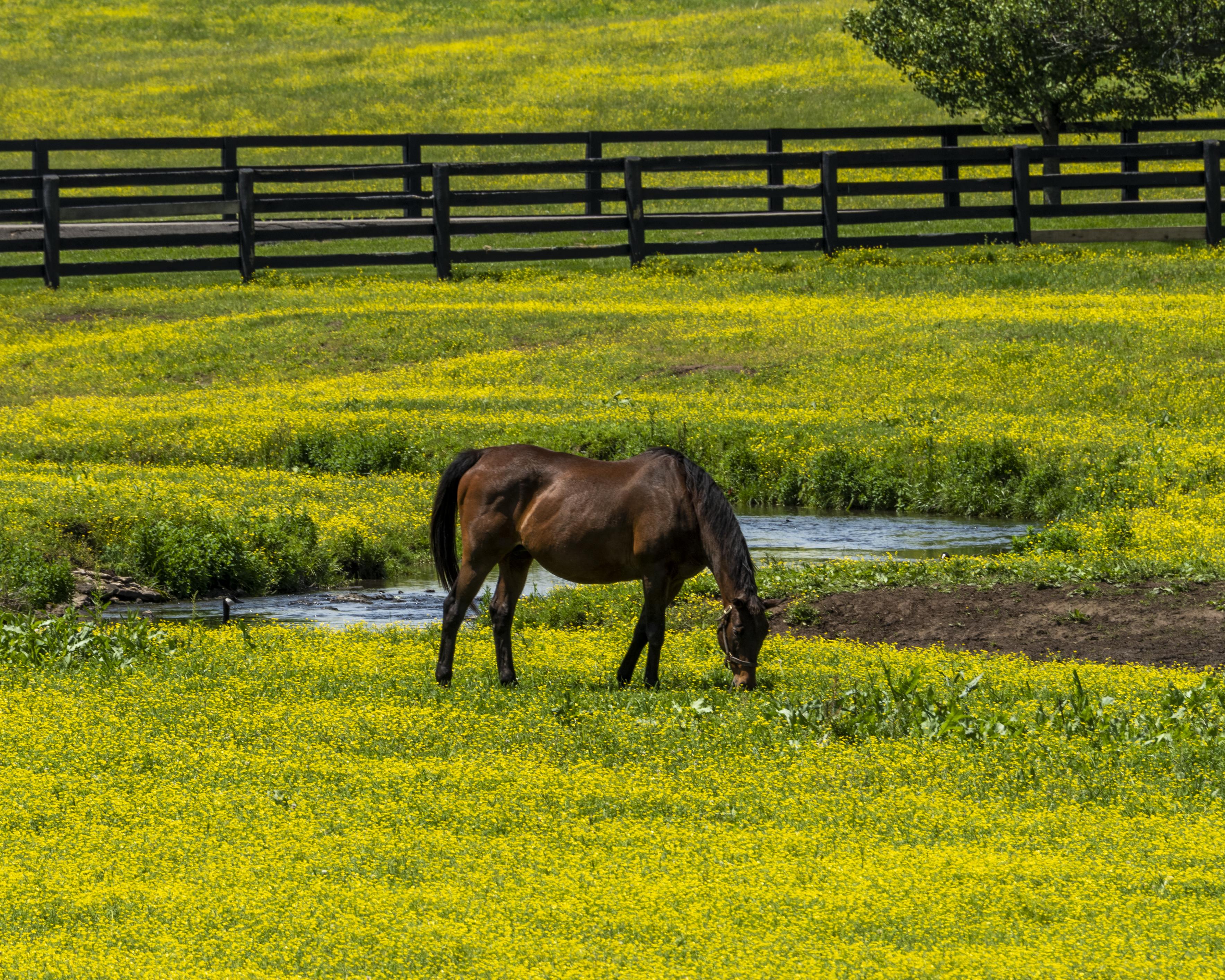 Horse in a field