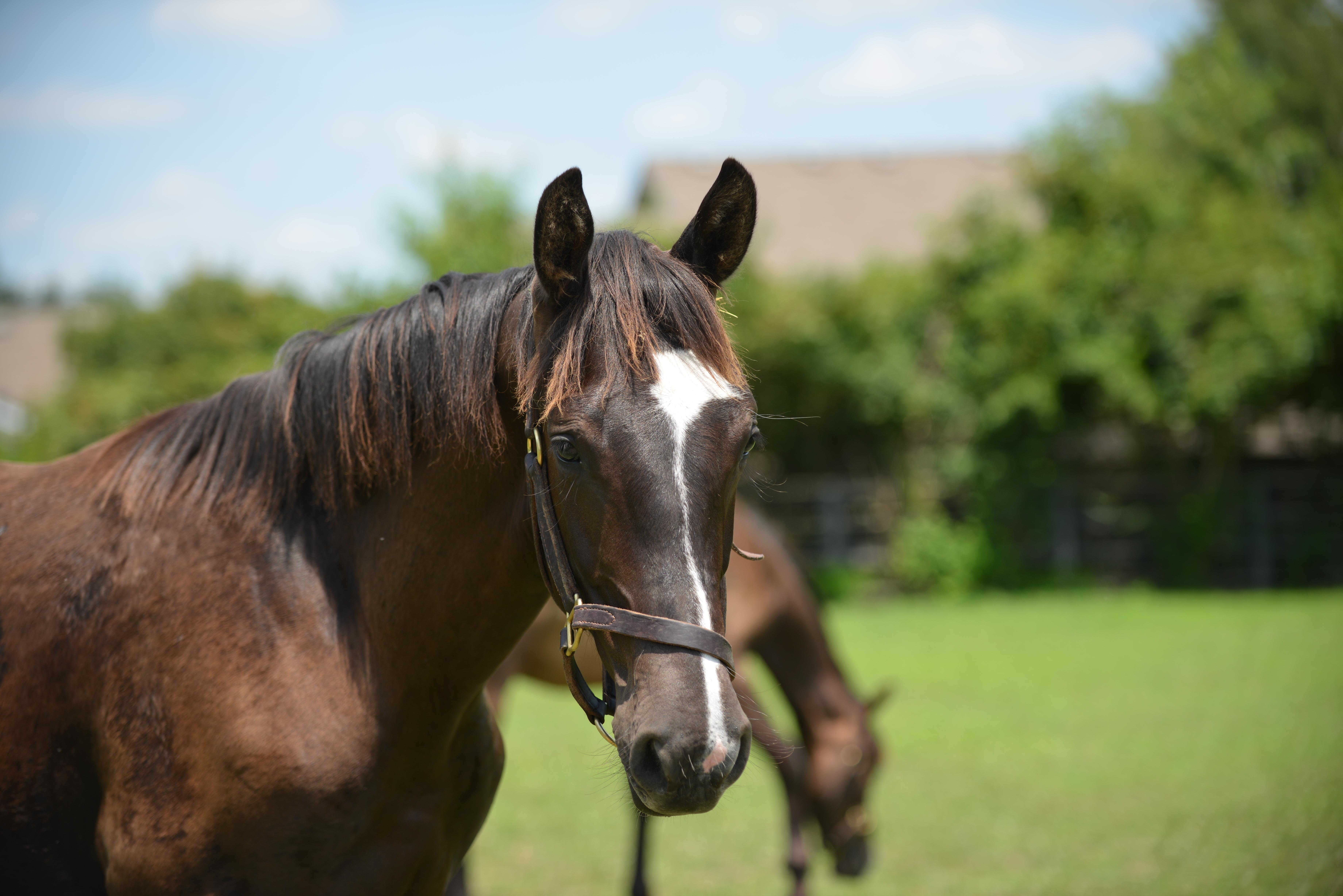 Close up photo of a horse