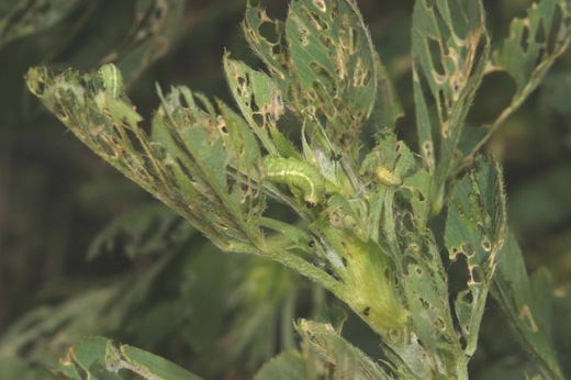 Defoliation by a Weevil