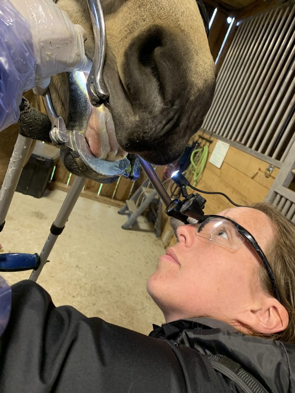 Equine Dentist