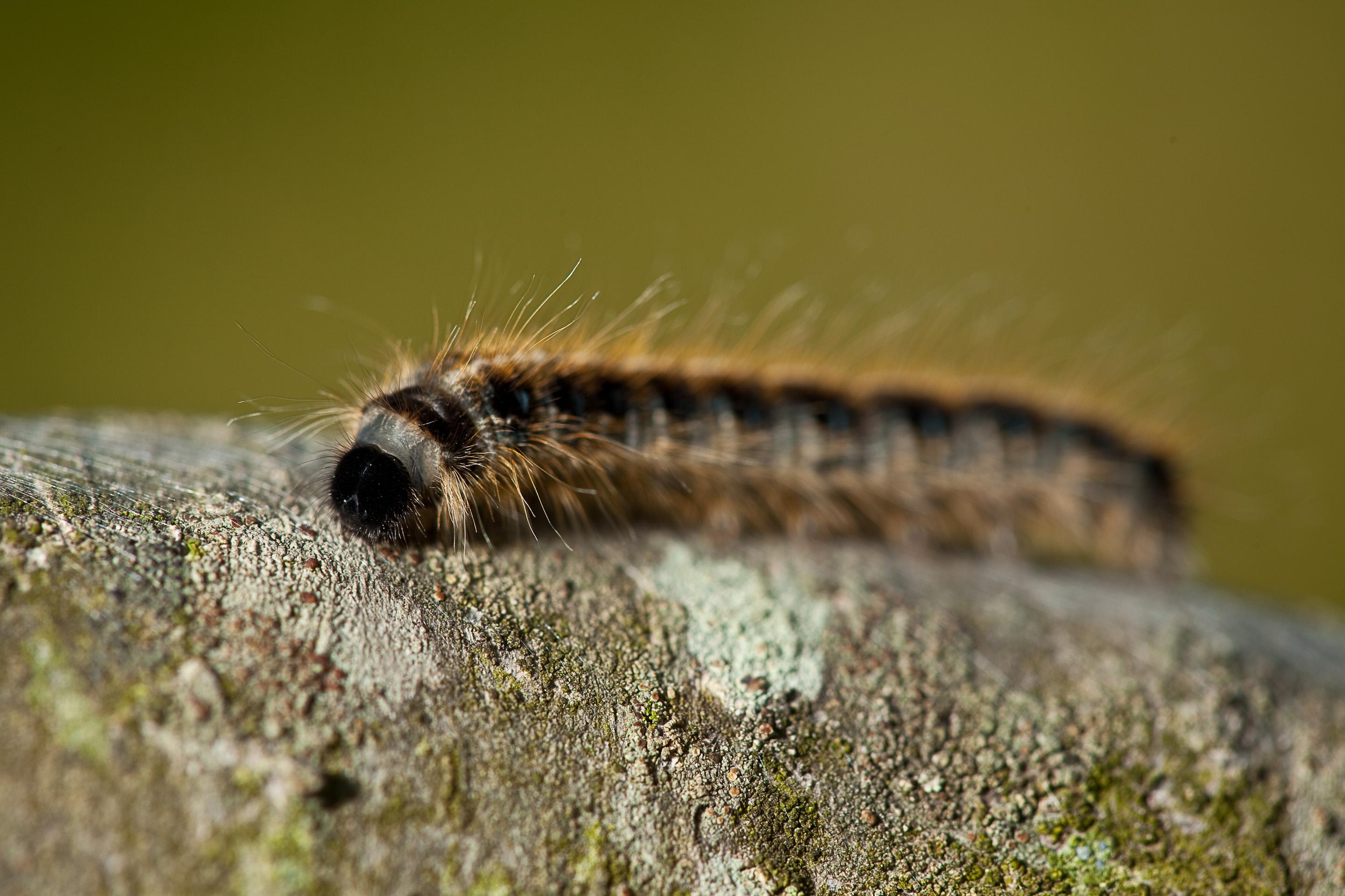 Eastern Tent Caterpillar