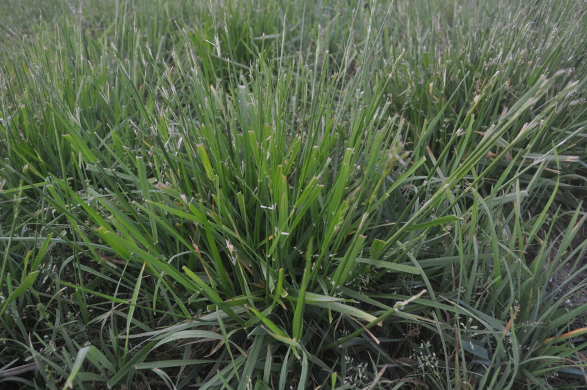 Fescue