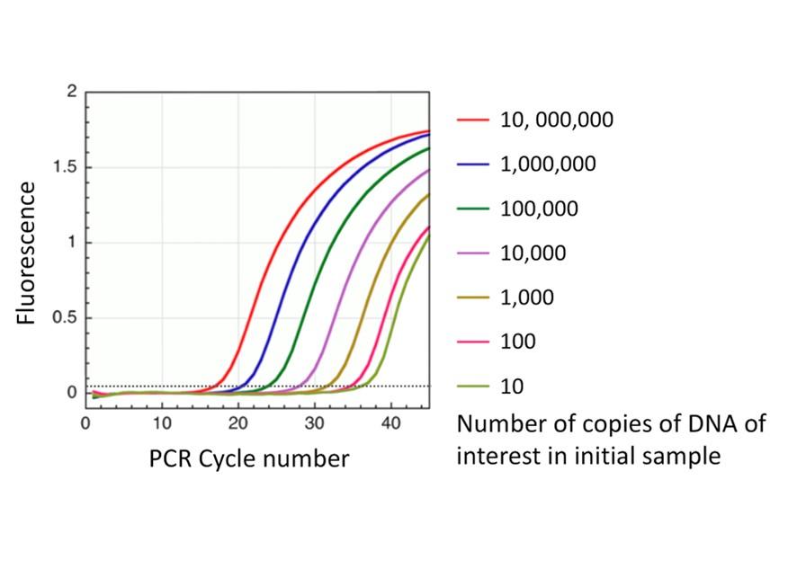 qPCR plot showing the effect on Ct of increasing starting template DNA copy numbers in the starting reaction mix