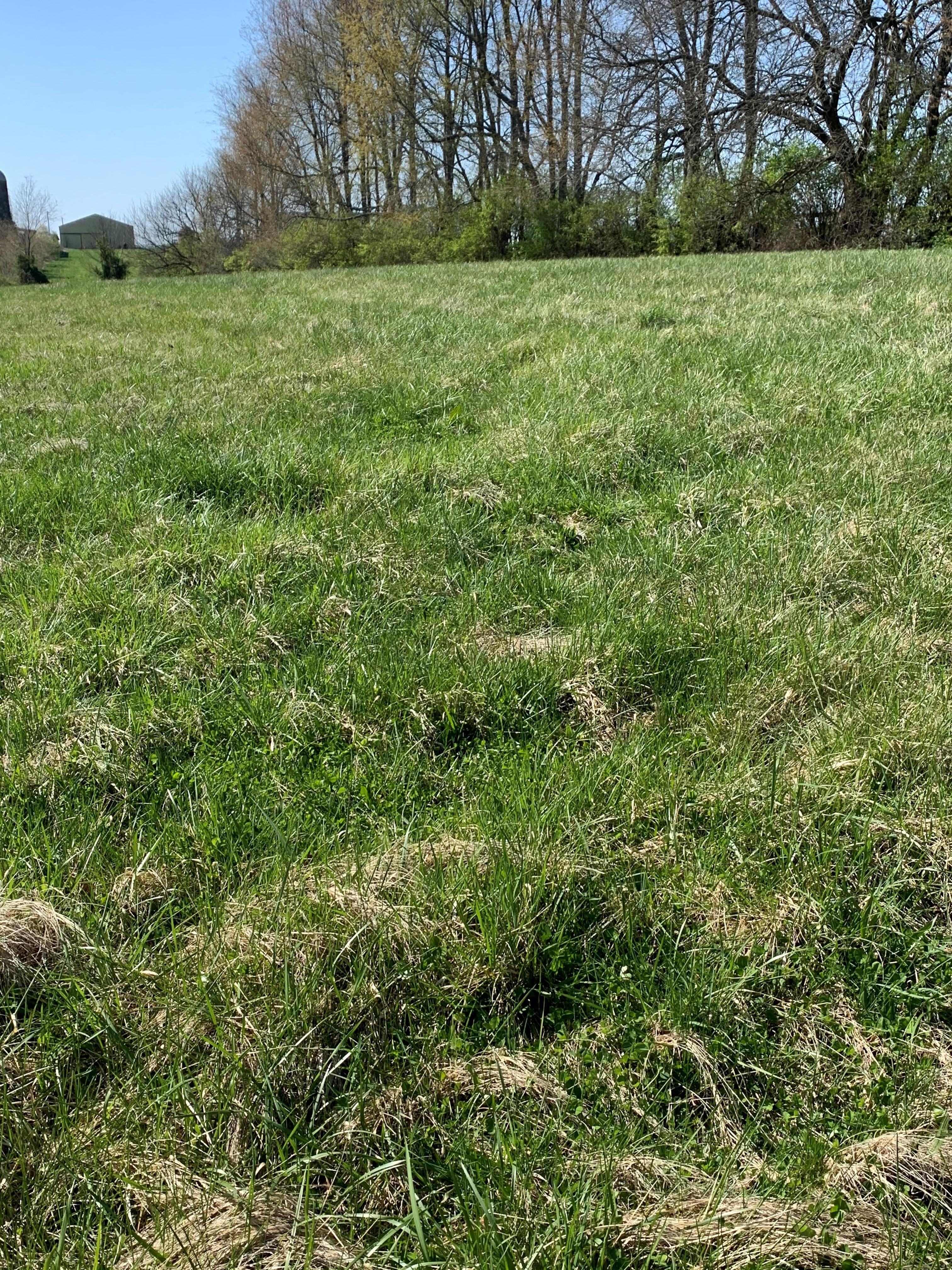 Thick grass growth