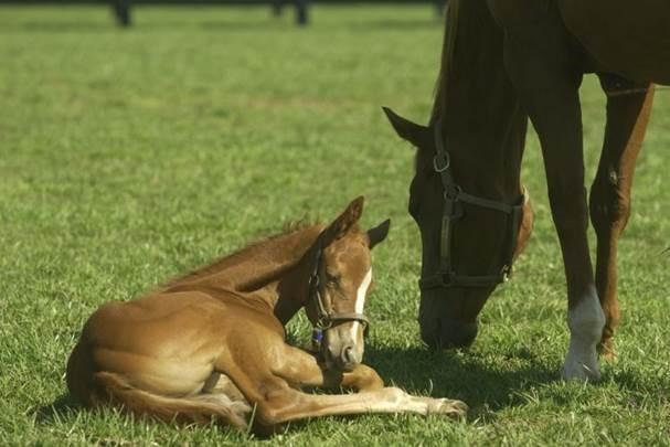 Foal