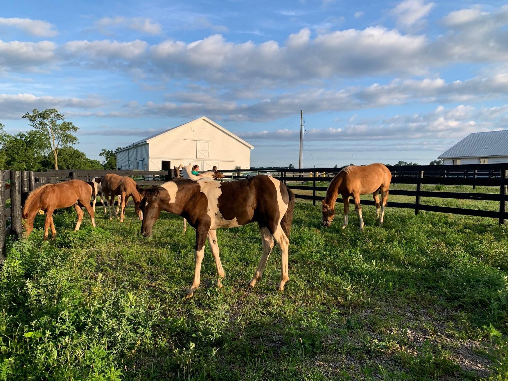 Herd of horses