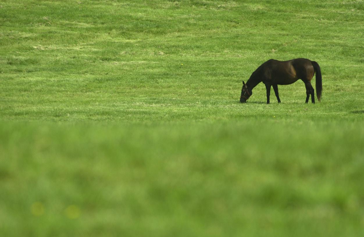 Horse on pasture