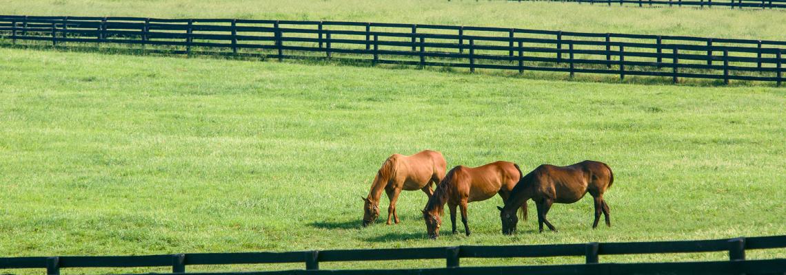 Multiple horses standing together in a field