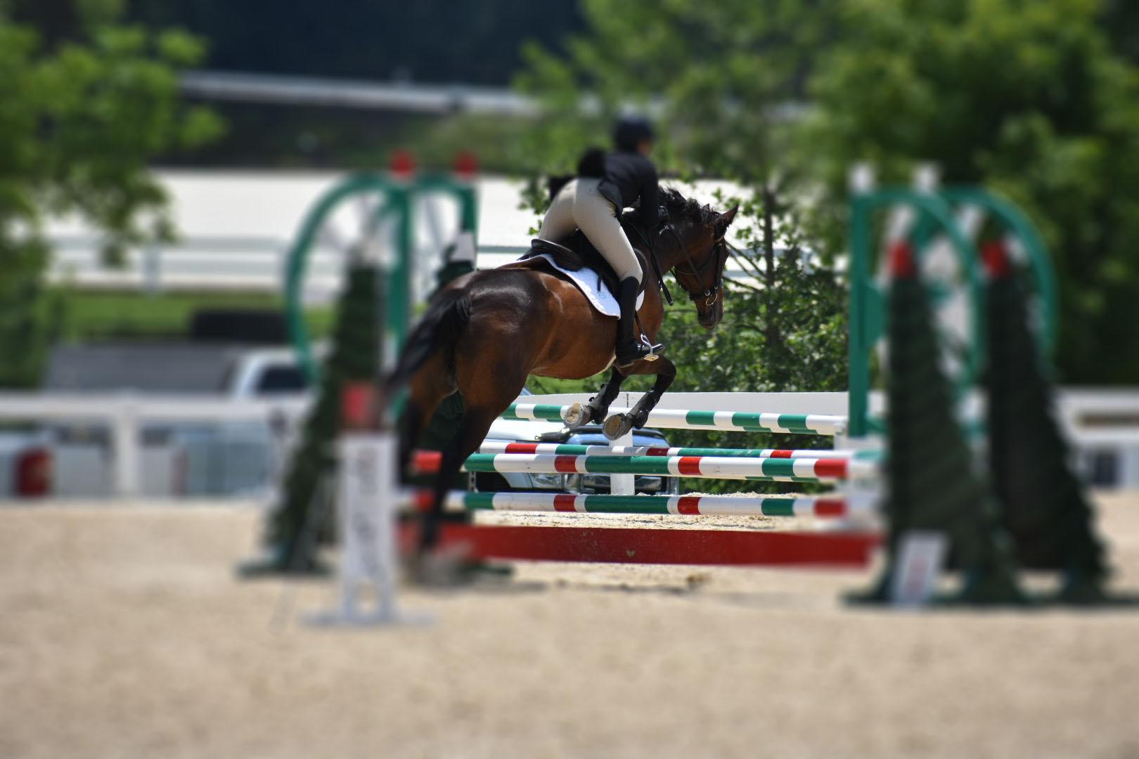 Horse jumping