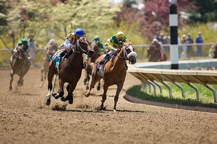 Horses at the Spring Meet at Keeneland