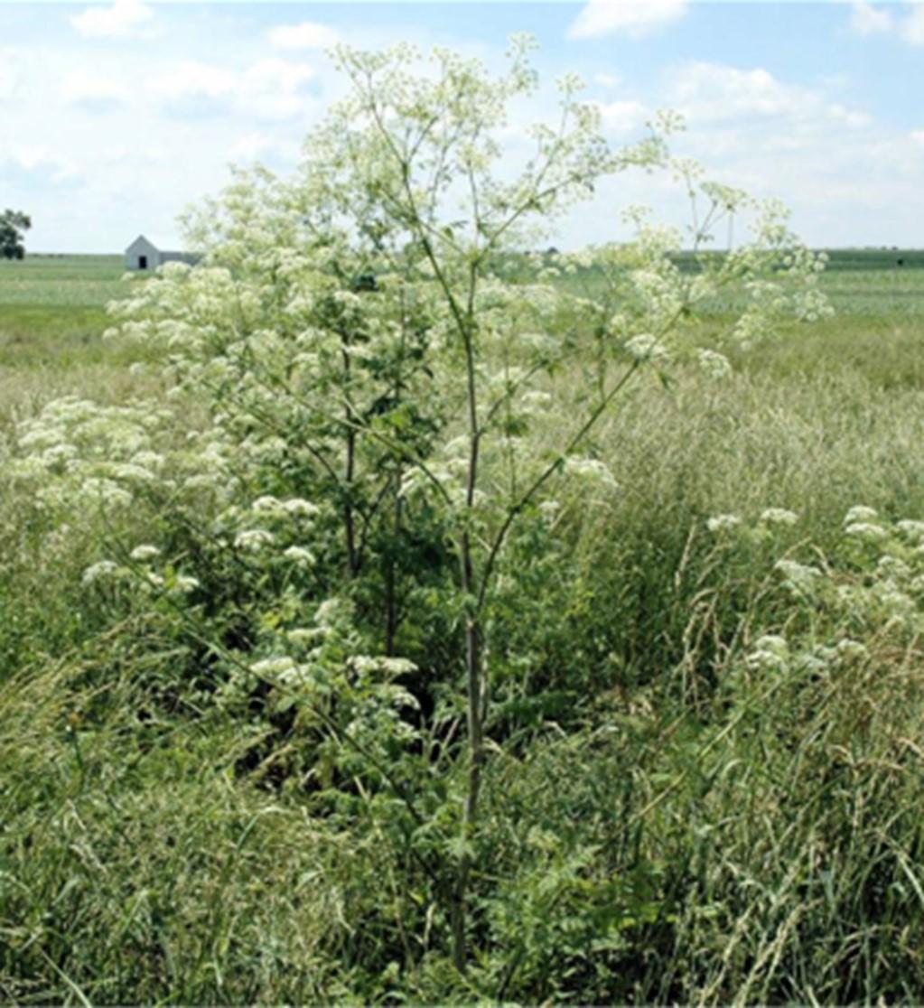 Mature Poison Hemlock