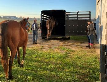 Horse climbing into a trailer