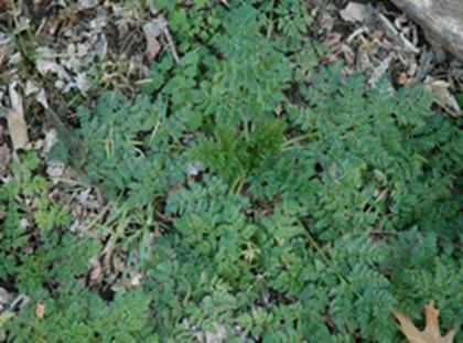 Poison Hemlock Rosette