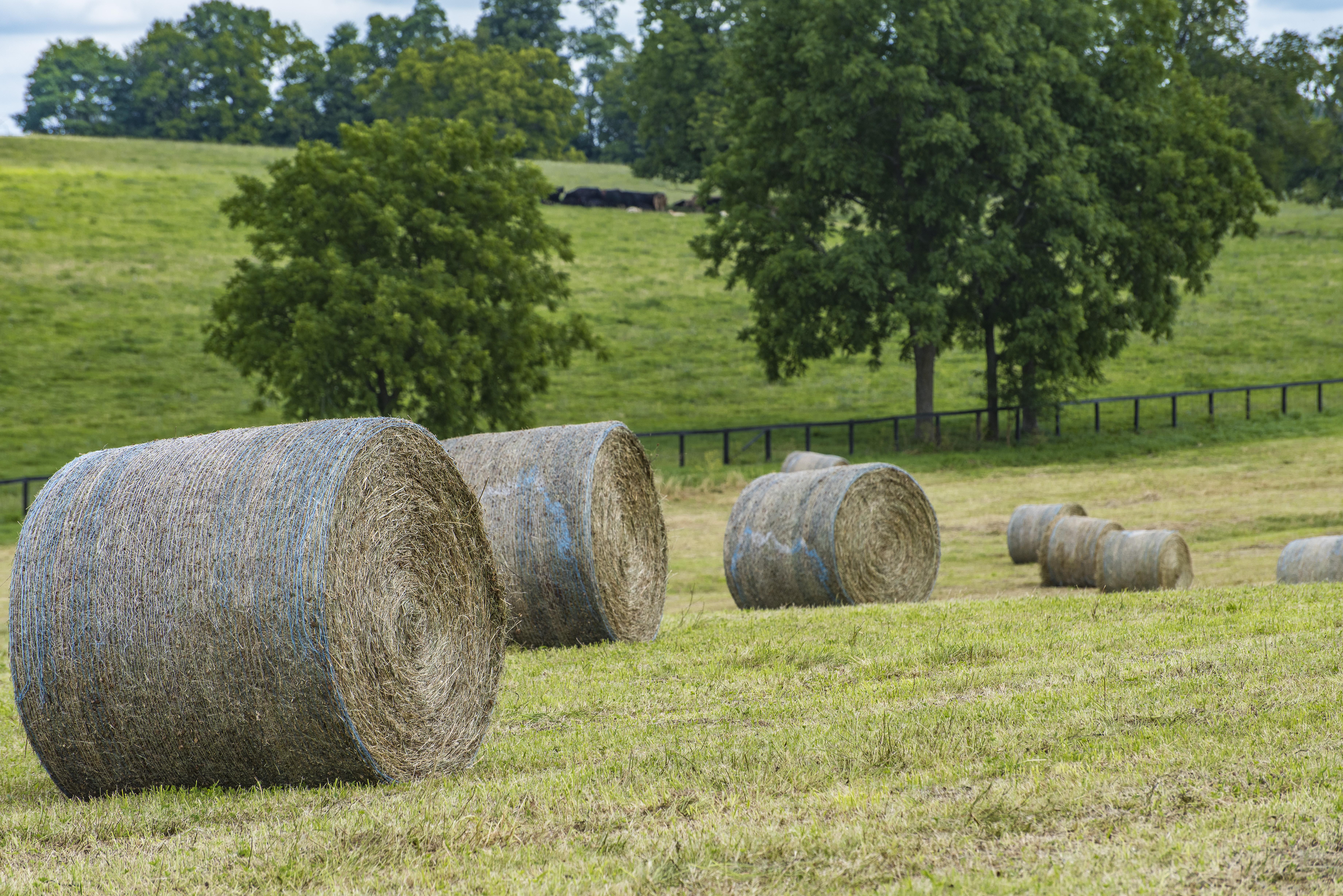 hay rolls