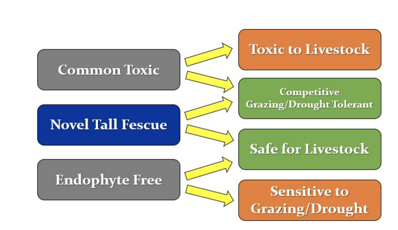 Flow chart graphic