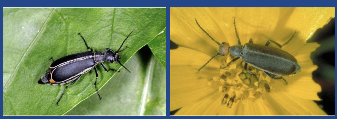 THE RED HEADED BLISTER BEETLE (LEFT) AND MARGINED BLISTER BEETLE (RIGHT)