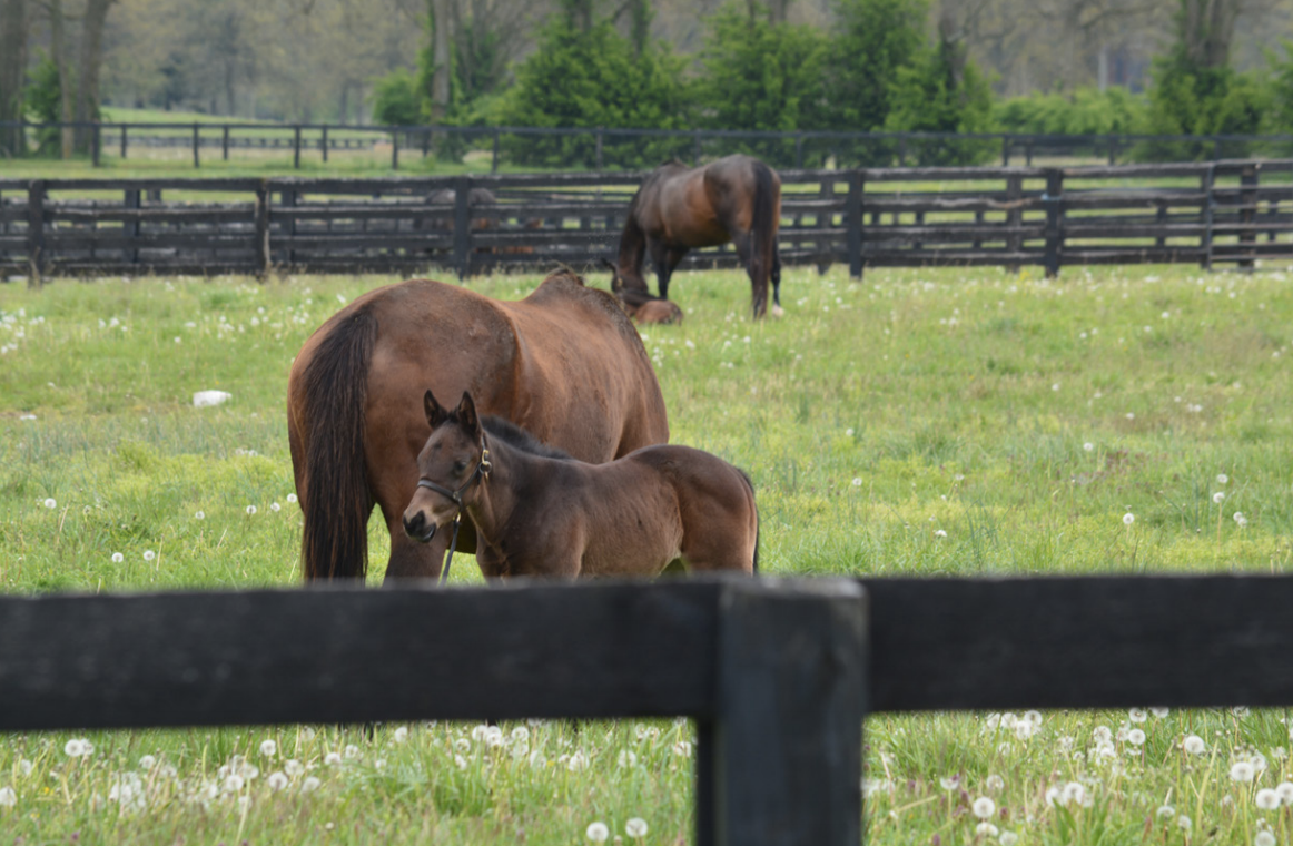 Horses in a field