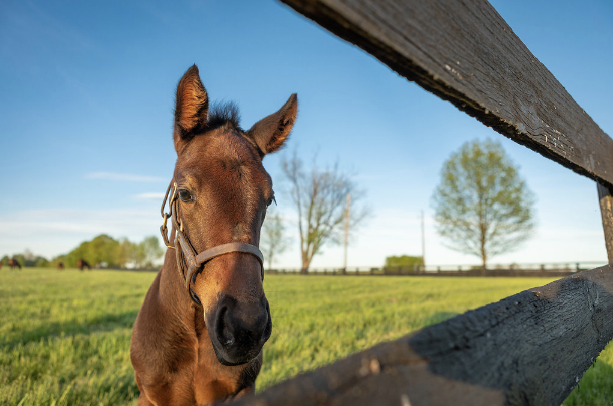 Horse between fence posts