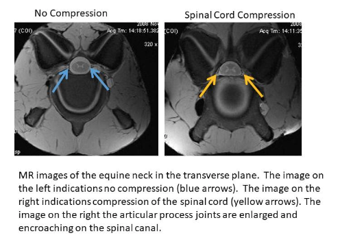 MR images of the equine neck in the transverse plane