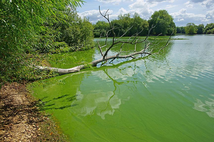 Bluegreen algae