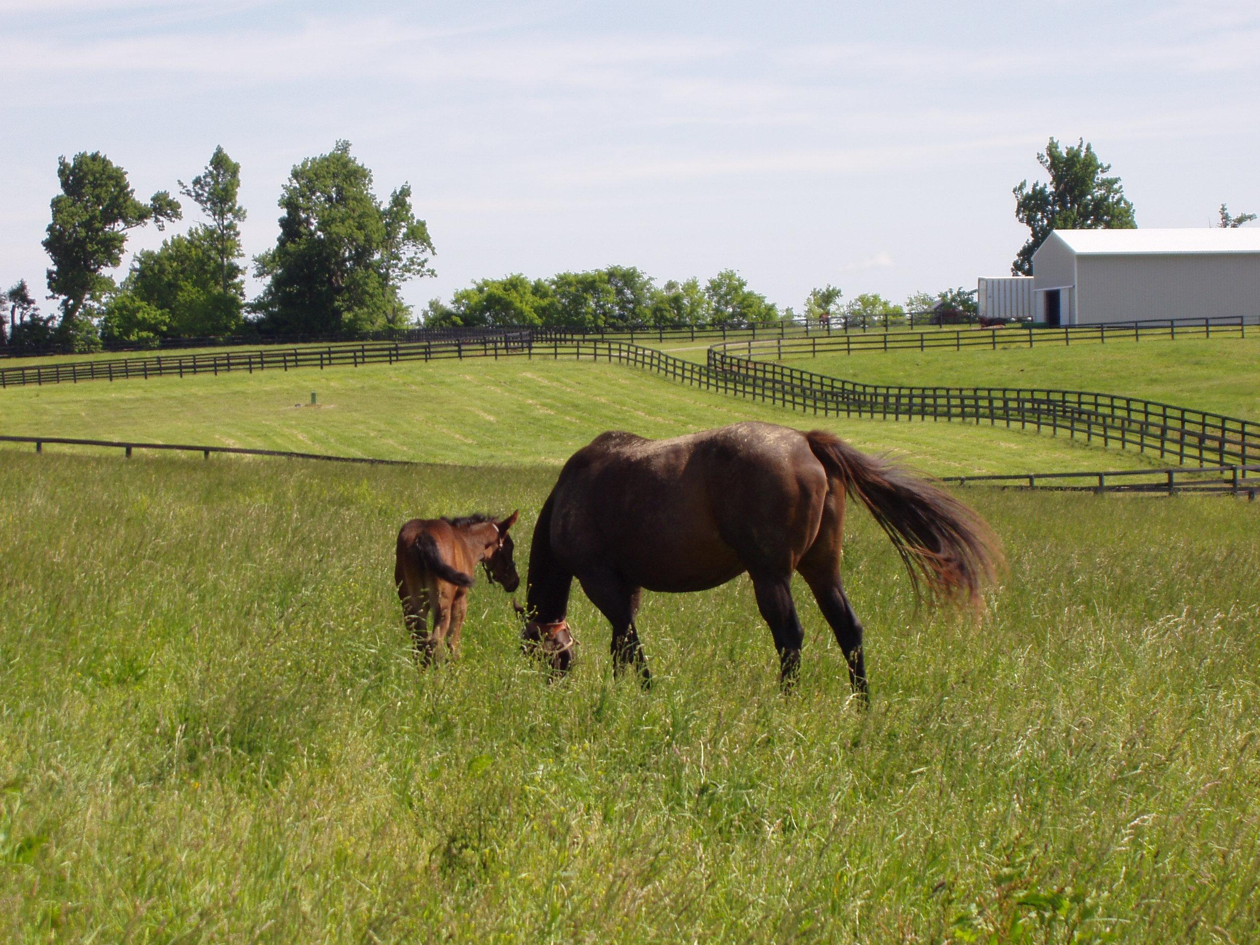 Windy fescue pair