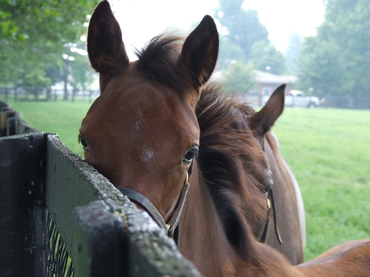 Yearlings on pasture