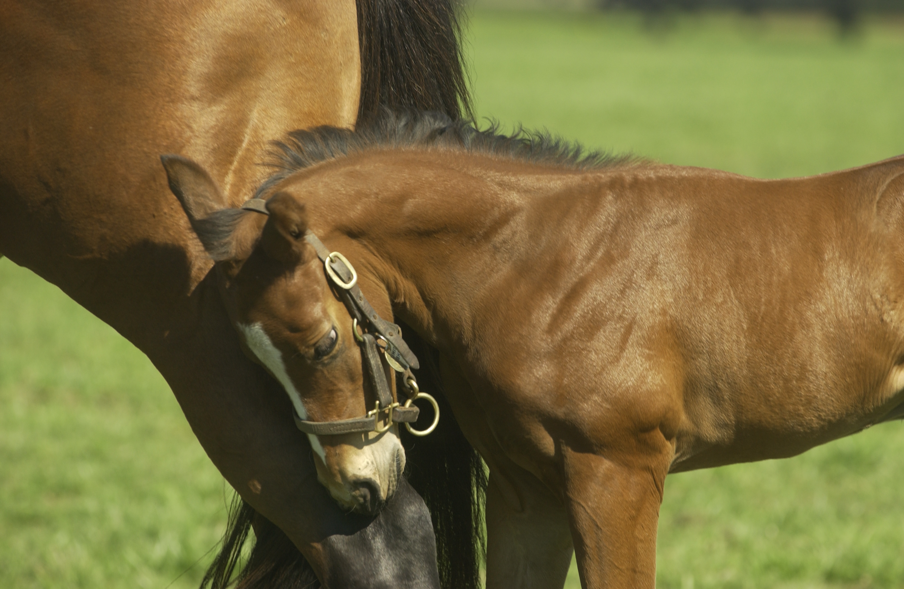 Mare with Foal