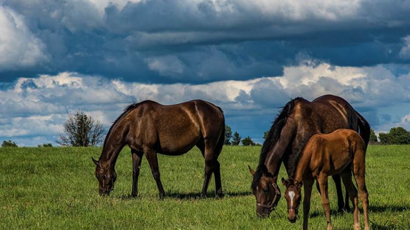 Horses on pasture