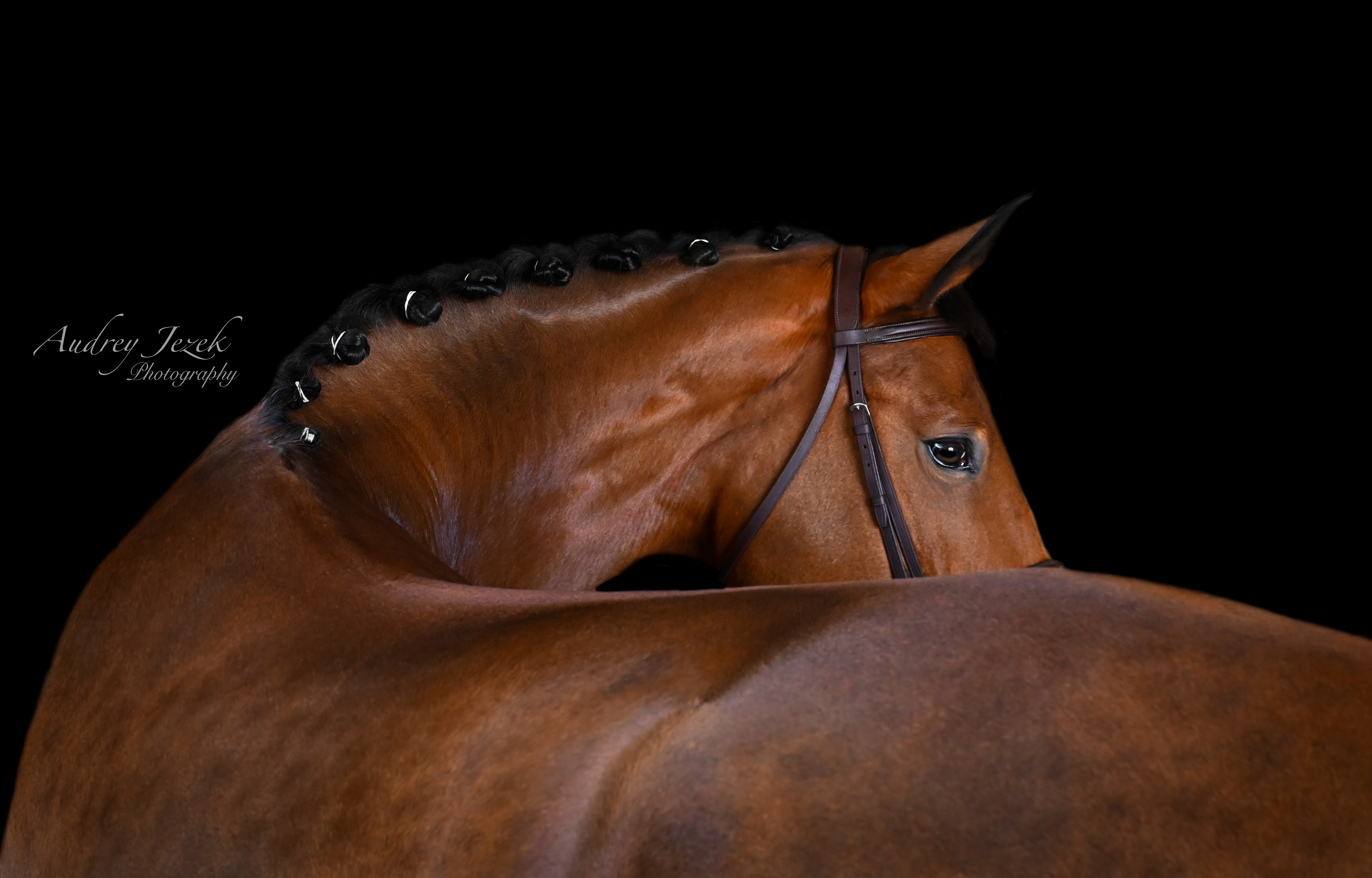 UK Student Division Horses Only winning photo by Audrey Jezek